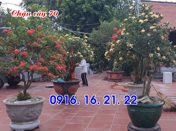 Mẫu chậu cây cảnh bằng đá đẹp 70