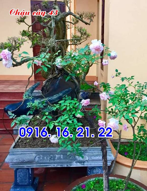 Mẫu chậu đá tự nhiên đẹp 43 Mẫu chậu đá tự nhiên đẹp 43