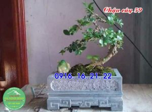 Mẫu chậu đá trồng cây đẹp 59